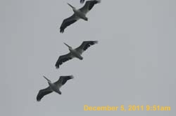 IMG_0261