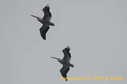 IMG_0264