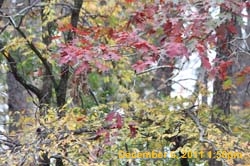IMG_0286