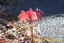 IMG_1787