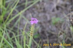 IMG_4740