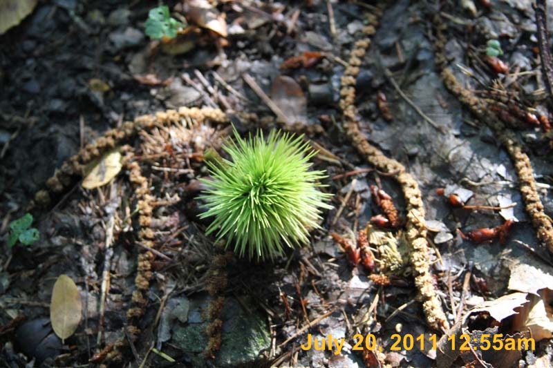 IMG_6239