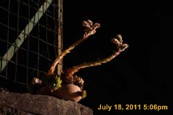IMG_5887