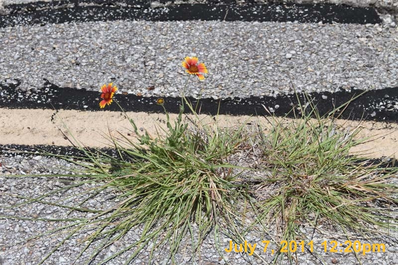 IMG_0523