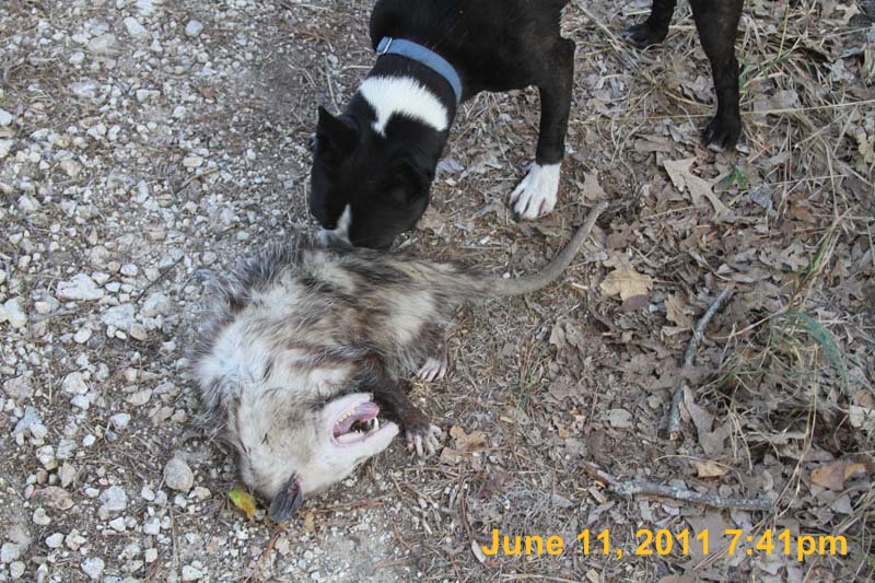 IMG_4385