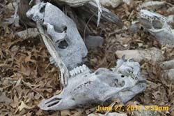 IMG_4654
