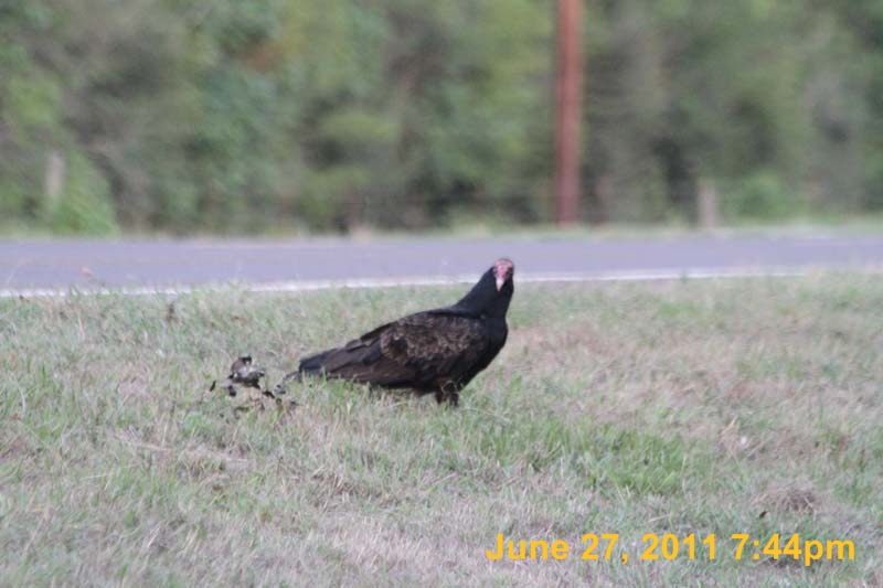IMG_3115