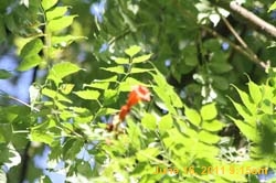 IMG_2997