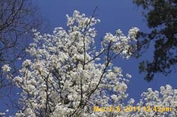 IMG_1252