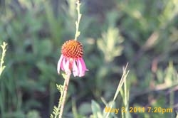 IMG_2784