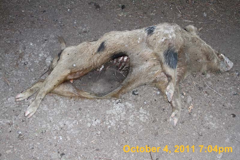 IMG_4161