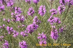IMG_9916