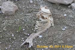 IMG_0019