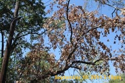 IMG_3851