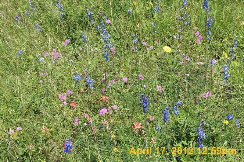 IMG_2118