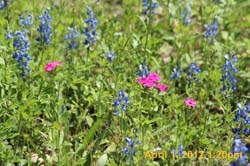 IMG_0332