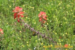 IMG_0347