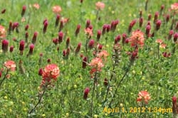 IMG_0354