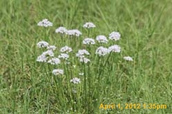 IMG_0356