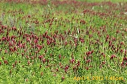 IMG_0378