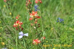 IMG_0381
