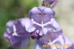 IMG_0388