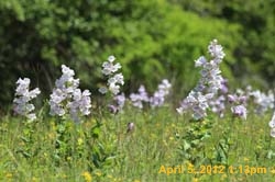 IMG_0402