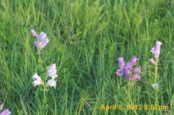 IMG_0457