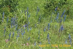 IMG_0491