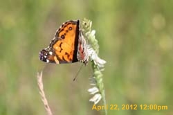 IMG_0558