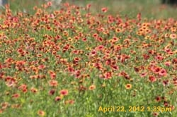 IMG_0617