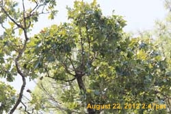 IMG_1300