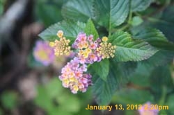 IMG_0065