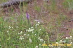 IMG_1110