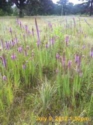 IMG_2498