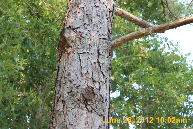 IMG_2645