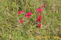 IMG_0970