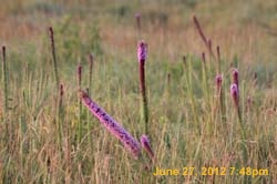 IMG_1059