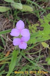 IMG_1621