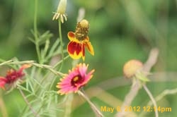 IMG_0801