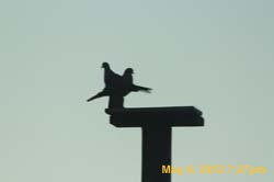 IMG_0807