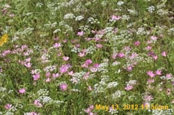 IMG_0856