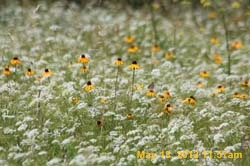 IMG_0859