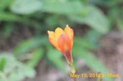 IMG_0878