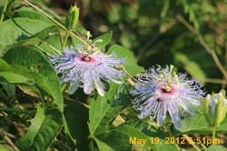 IMG_0896