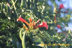 IMG_0918