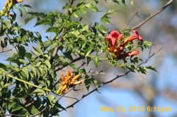 IMG_0919