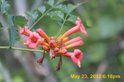 IMG_0923