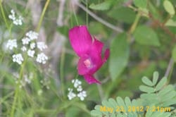 IMG_0926