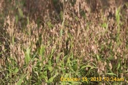 IMG_1447